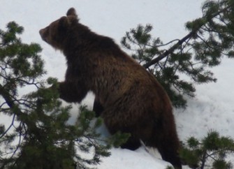 Grausiger Fund bei Bärensuche