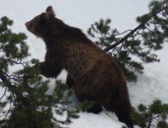 Grausiger Fund bei Bärensuche