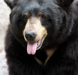 Bärenstarke Performance