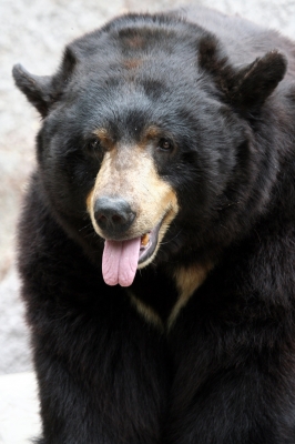 bear_17.jpg