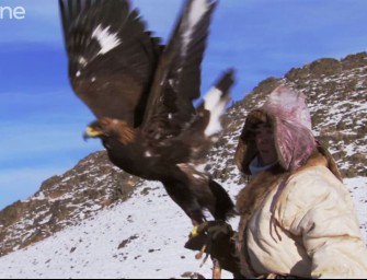 Beizjagd auf den Fuchs