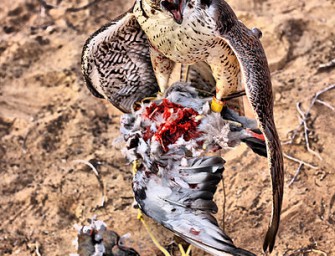 Österreischische Falknerei ist Weltkulturerbe