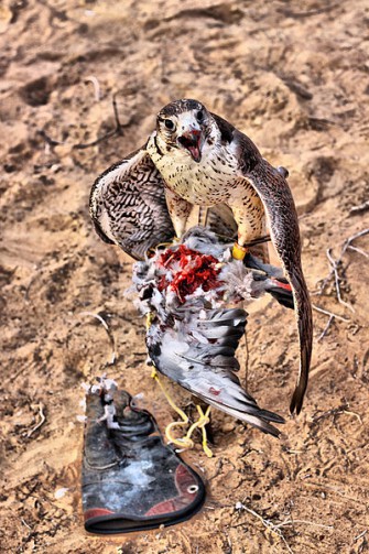 Österreischische Falknerei ist Weltkulturerbe