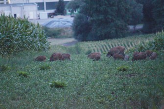 Bejagungsschneisen: Unbürokratische Lösung in sieben Ländern