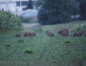 Bejagungsschneisen: Unbürokratische Lösung in sieben Ländern