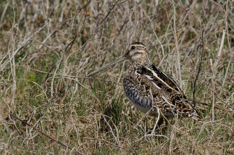 Vogel des Jahres 2013: die Bekassine