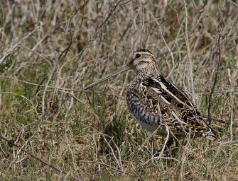 Vogel des Jahres 2013: die Bekassine