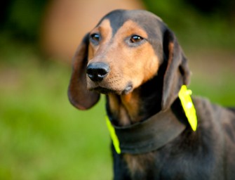 Zierliche Tirolerbrackenhündin gewinnt am Hoherodskopf
