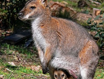 Wolf und Kängurus entfliehen