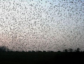 Millionenfacher Einflug