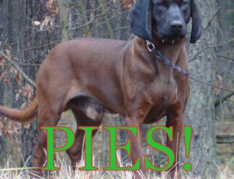 Polnischer BGS entwendet