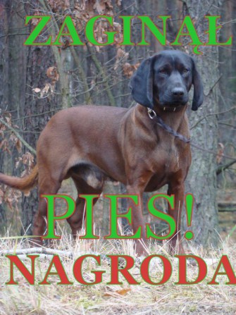 Polnischer BGS entwendet