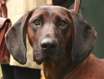 Zwei tote Hunde – Vorsicht bei der Bail