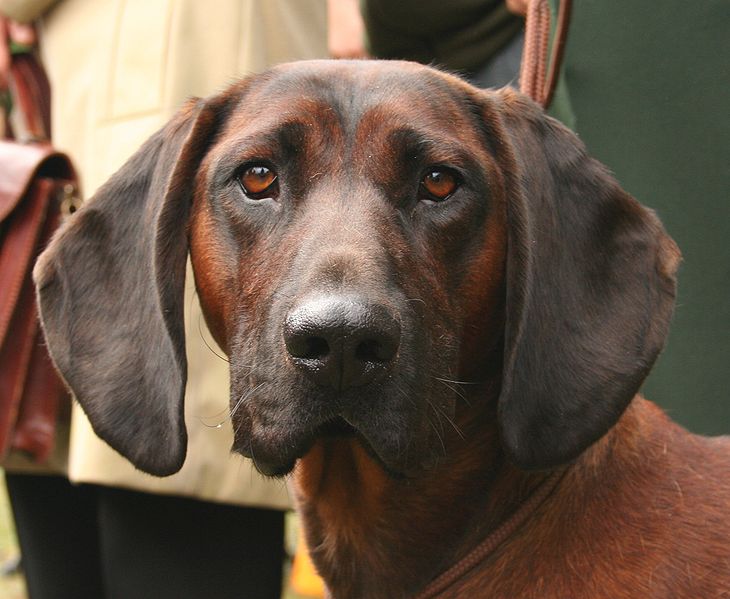 Close To Home Dog Rescue Minnesota Close To Home Dog Rescue Minnesota