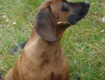 Österreich – Staupe Virus in Vorarlberg