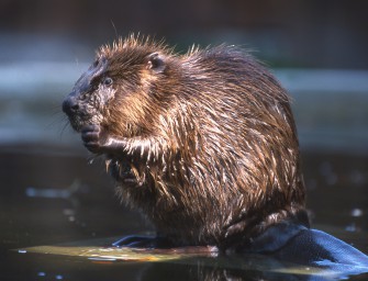 Vermittler zwischen Biber und Mensch
