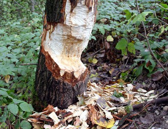 Biber baut in Sachsen