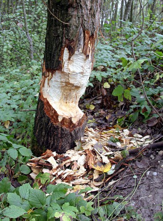 Biber baut in Sachsen