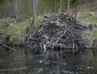 Erweitert Bayern Jagd auf Biber?