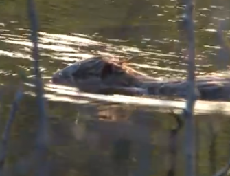 Zum Deichschutz: Jagd auf Biber freigegeben