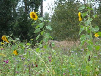 Neue Broschüre für Wildackersaat
