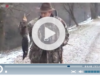 Feuchte Füchse wachsen rascher