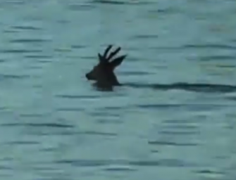 Rehbock macht die Boje