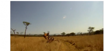 Der Schöne und das Hartebeest