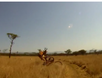 Der Schöne und das Hartebeest