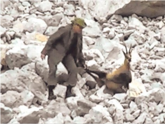 Jagdgast quält kranke Gams