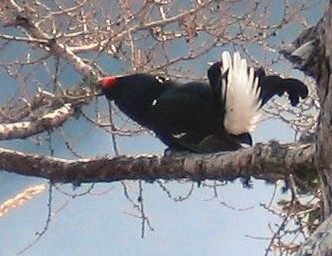 Erhaltung des Birkwildes in der Rhön