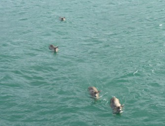 Hirsche aus Seenot gerettet