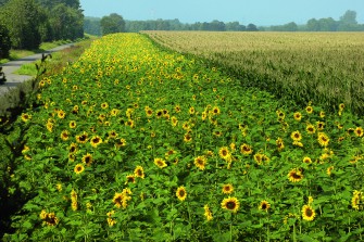 Wildtierfreundliche Energiewende
