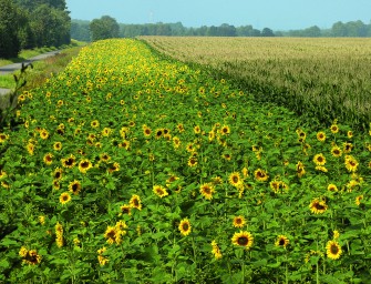 Wildtierfreundliche Energiewende