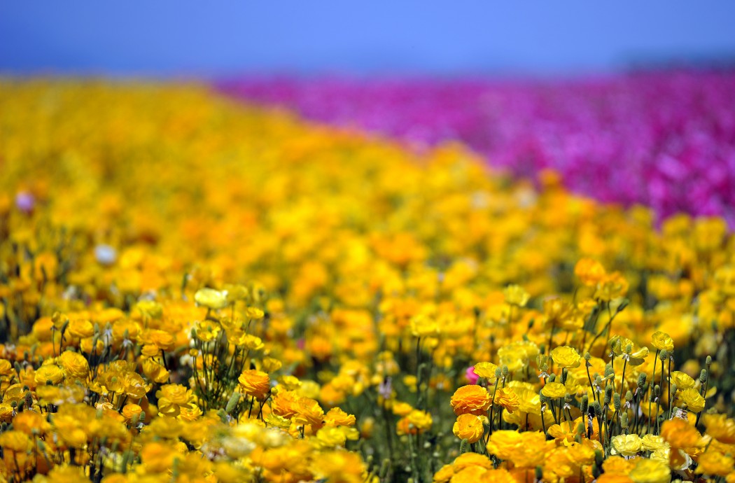 Flowers are seen in Carlsbad, north of S