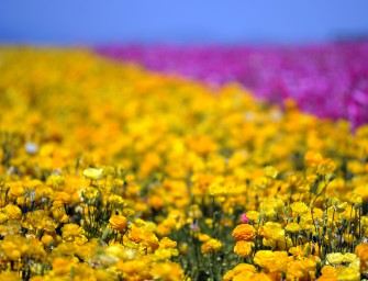 Allianz für mehr Farbe ins Feld (FiF)