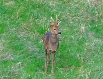Österreich – Rasender Rehbock verletzte drei Frauen