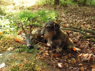 Thüringen: neue Jagdverordnung beendet Pensionshirsch