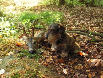 Thüringen: neue Jagdverordnung beendet Pensionshirsch