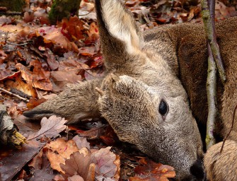 Re(h)volution von oben