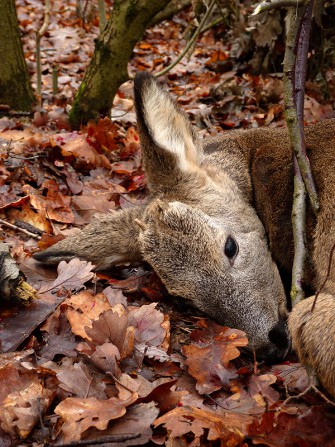 Re(h)volution von oben