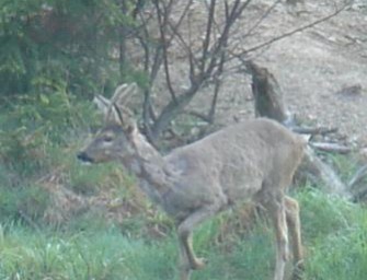 iPhone App für die Jagdzeiten in Deutschland