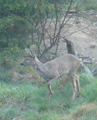 iPhone App für die Jagdzeiten in Deutschland