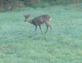 Schweiz – kontinuierlicher Rückgang des Wildbestandes im Kanton Uri
