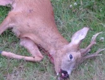 Wilderei in der Eifel