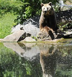 Österreich: Almbesitzer fürchten um Folgeschäden nach „Bärenbesuch“