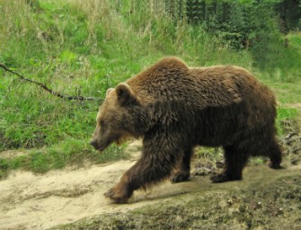 Österreich – Eingewanderter Braunbär gewildert