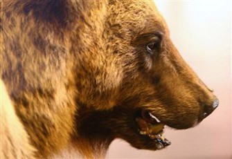 Österreich: Gewilderter Bär – Kriminalpolizei wartet seit Monaten auf ein Gutachten