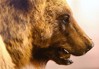 Österreich: Gewilderter Bär – Kriminalpolizei wartet seit Monaten auf ein Gutachten