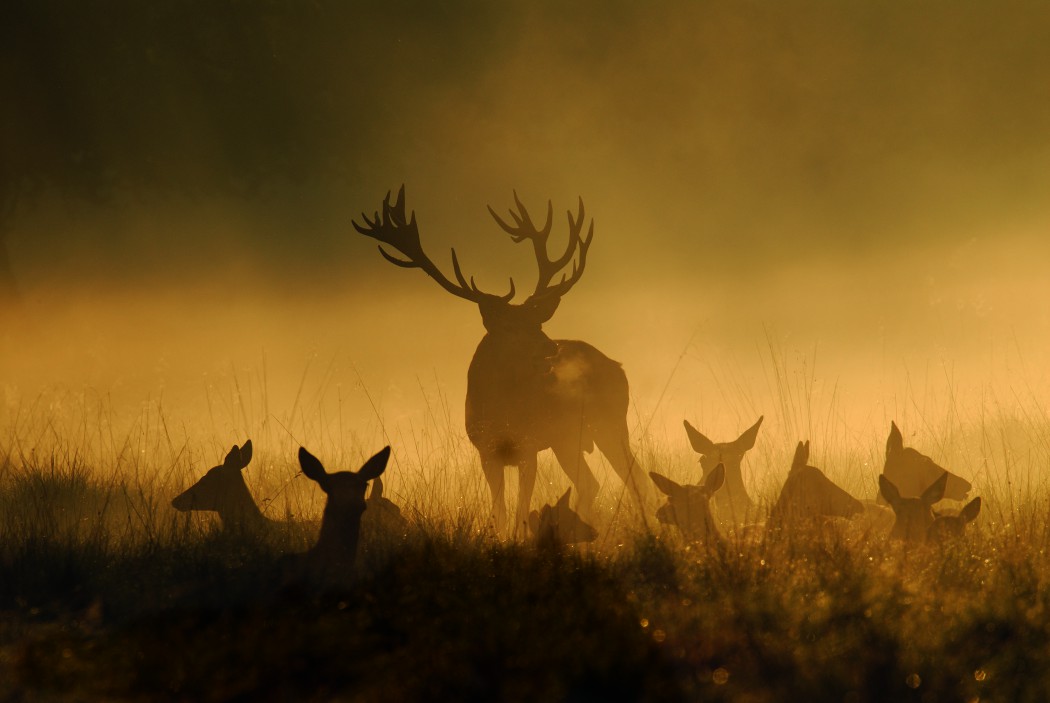 Rotwild, Cervus elaphus, Red deer